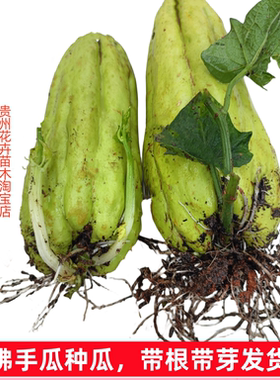 佛手瓜种瓜多年生高产蔬菜带根带芽袋苗发货容易成活