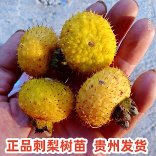 刺梨树苗贵州金刺梨四季可种容易成活盆栽园艺果树包邮