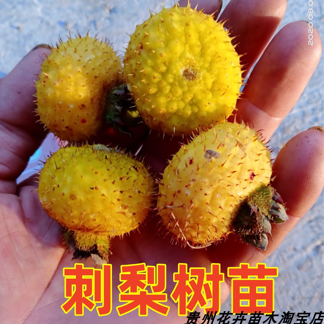 刺梨树苗贵州金刺梨四季可种容易成活盆栽园艺果树包邮