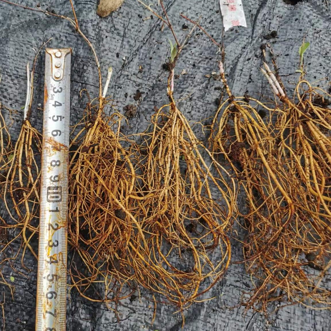 秋季特价铁线莲铃铛5颗50元樱桃唇水滴帕斯卡斯嘉丽这沢桃割首饰