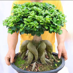 人参小叶榕树盆景室内阳台植物四季造型榕老桩客厅盆栽易养绿植