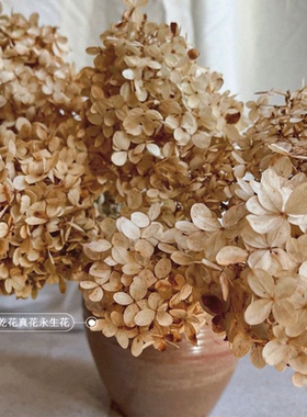 天然绣球干花永生花花束真花高级