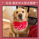 饰口水巾 红色喜庆中大型犬宠物狗围脖原创围兜过年装 港子与狗