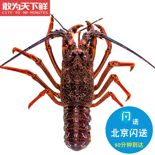鲜活澳龙新鲜海鲜水产