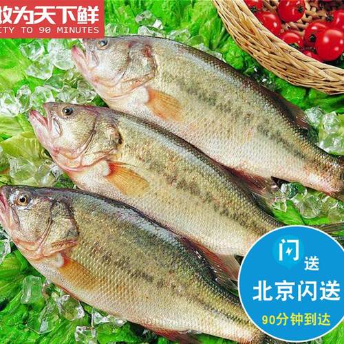 1.3-1.5斤1条 北京闪送 鲜活淡水鲈鱼 新鲜 河鲈鱼 水产 可清理 - 封面