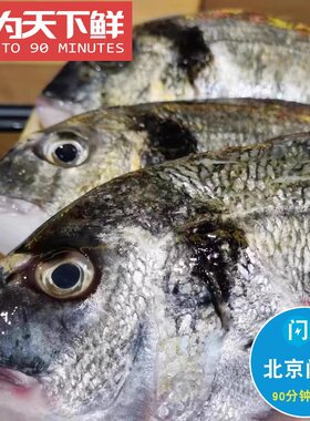 1.3-1.5斤 北京闪送 鲜活 金头鲷 新鲜海鲜水产 刺身 生鱼片 活鱼