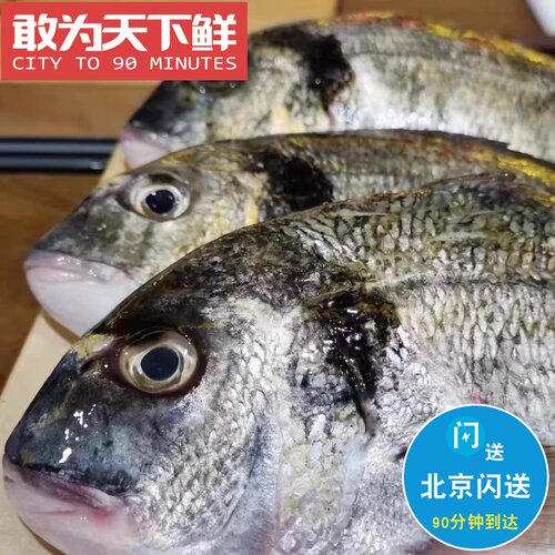1.3-1.5斤 北京闪送 鲜活 金头鲷 新鲜海鲜水产 刺身 生鱼片 活鱼