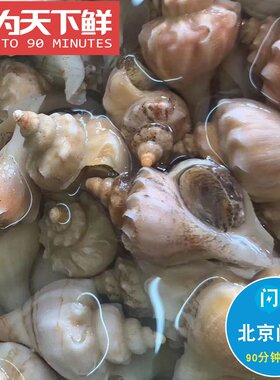 8-12只鲜活海螺獐子大连水产