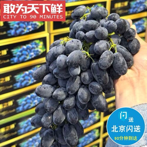 3.8斤 仅限北京闪送 甜蜜之邦｜云南黑提 纯甜无籽 果肉脆爽爆汁