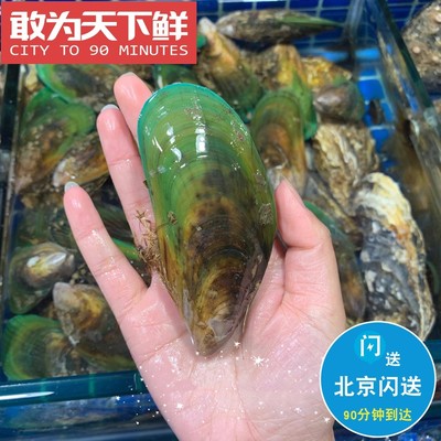 8-12只 500g 北京闪送 鲜活 新西兰 青口贝  水产 海鲜 翡翠 贻贝