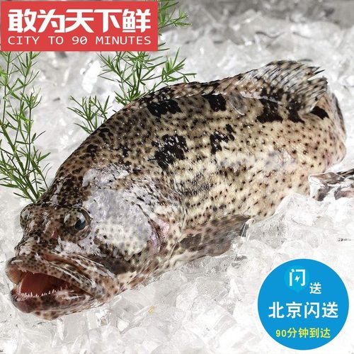 1.6-1.8斤1条正宗老虎斑