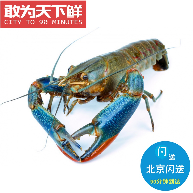 500g 北京闪送 鲜活 小龙虾 淡水蓝龙虾青龙虾水产大龙虾