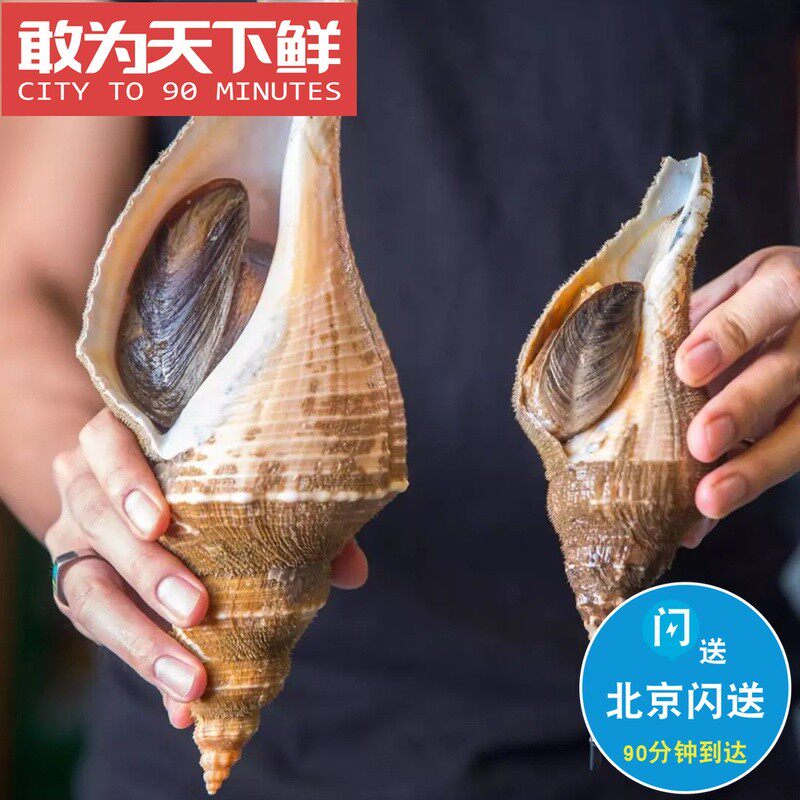 1斤1只 称重计价 鲜活 潮汕响螺 海鲜水产 大响螺 海螺 大薄壳