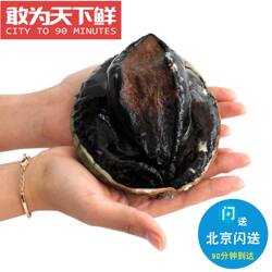 1.5-1.6斤1只 鲜活 澳鲍 澳洲鲍鱼 大鲍鱼 进口水产 非绿边鲍