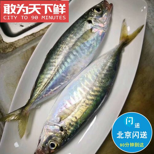 3-4条 600g 北京闪送 冰鲜刺身 小竹夹鱼 竹荚鱼 新鲜海鲜 巴浪鱼