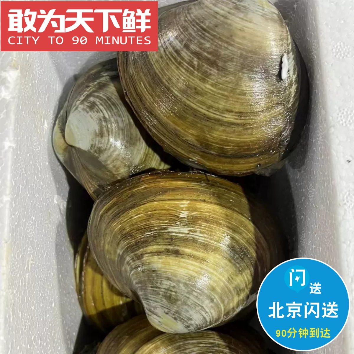 500g 4-6只 北京闪送 鲜活大个北极贝 日料生食 海鲜水产