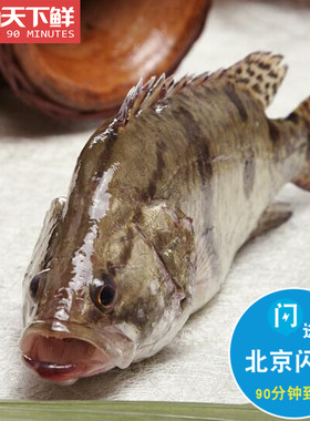 1.5-2斤1条 鲜活桂鱼 新鲜养殖鳜鱼鲜活水产松鼠桂鱼臭鳜鱼
