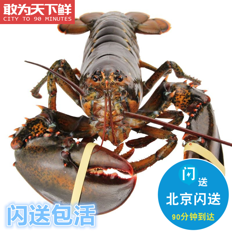 进口海鲜活虾波士顿龙虾