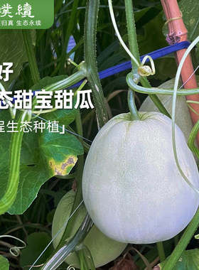 张好生态甜瓜甜宝经典品种小甜瓜浙江杭州新鲜应季水果蜜瓜顺丰