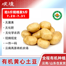 云南高原有机黄心土豆良道马铃薯洋芋黄皮马铃薯红非转应季