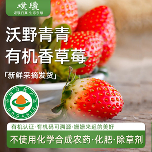 有机香草莓有机种植陕西沃野青青自然成熟酸甜孕妇小孩应季水果