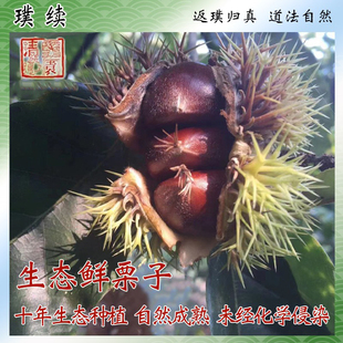 排单发 清净栗园生态怀柔板栗老树新鲜采摘自然成熟生大板