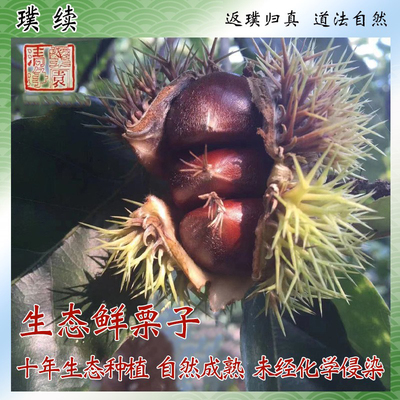 生态怀柔老树板栗新鲜自然成熟