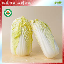 沈佳农有机娃娃菜应季蔬菜5斤无化学农药无化肥福建新鲜当季白菜