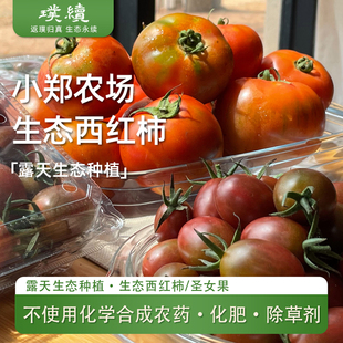 小郑农场生态西红柿大小番茄混装海南圣女果沙瓤现摘拒绝化学投入