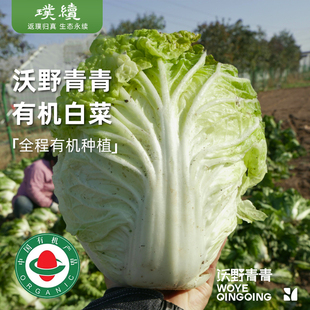 沃野青青有机白菜陕西咸阳自然露天生长新鲜大白菜蔬菜当季4斤装