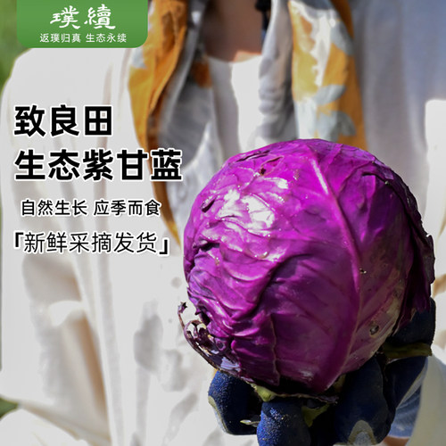 致良田大漠紫甘蓝新鲜蔬菜食材生吃榨汁内蒙古卷心菜沙拉蔬菜椰菜