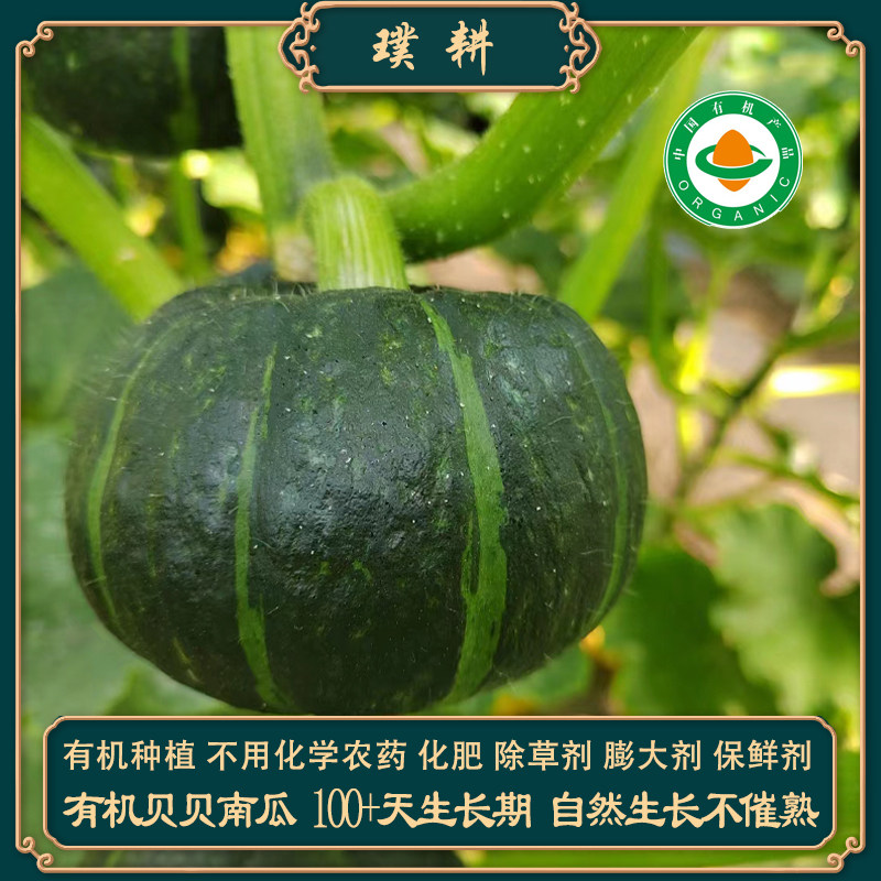 有机贝贝南瓜原种惠和一号板粟子味南瓜精品板栗甜贵族小南瓜新鲜
