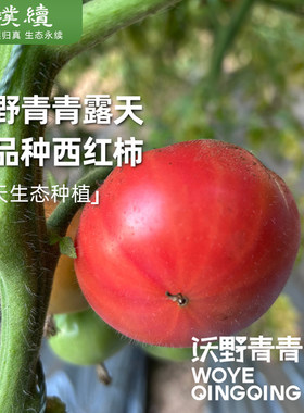 有机老品种西红柿沃野自然成熟