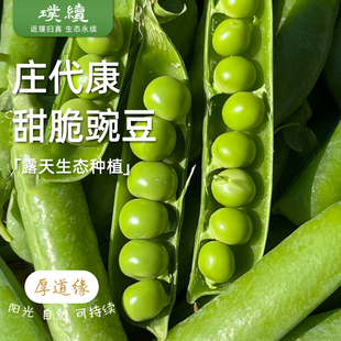 排单采摘庄代康生态新鲜青豌豆新西兰甜豆仁甜小豆豌豆粒带壳豌