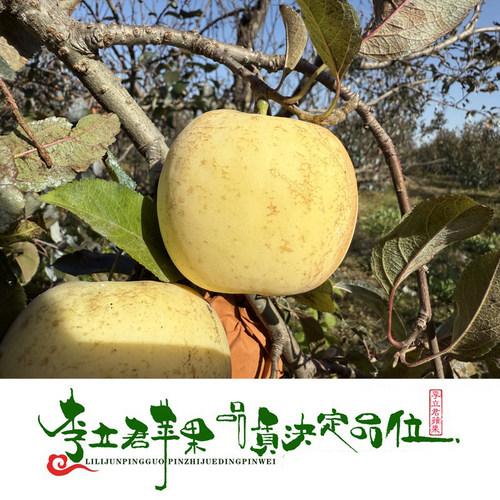 李立君生态苹果有机种植零农残