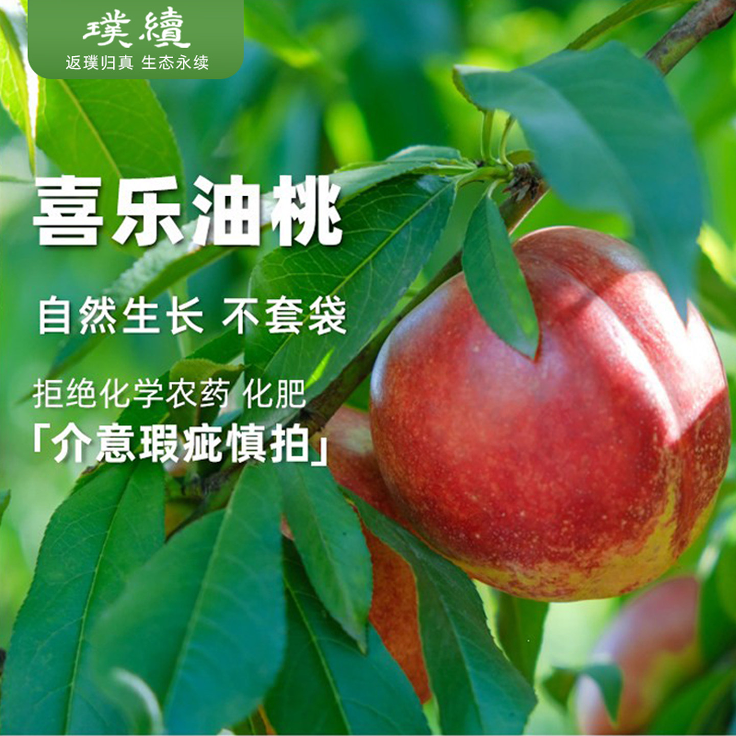 排单采摘 喜乐油桃甘甜多汁软桃黄肉红桃香浓郁山西新鲜水果