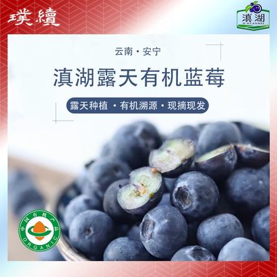 排单采摘云南滇湖有机蓝莓高原露天现摘125g*6盒脆甜孕妇小孩放心