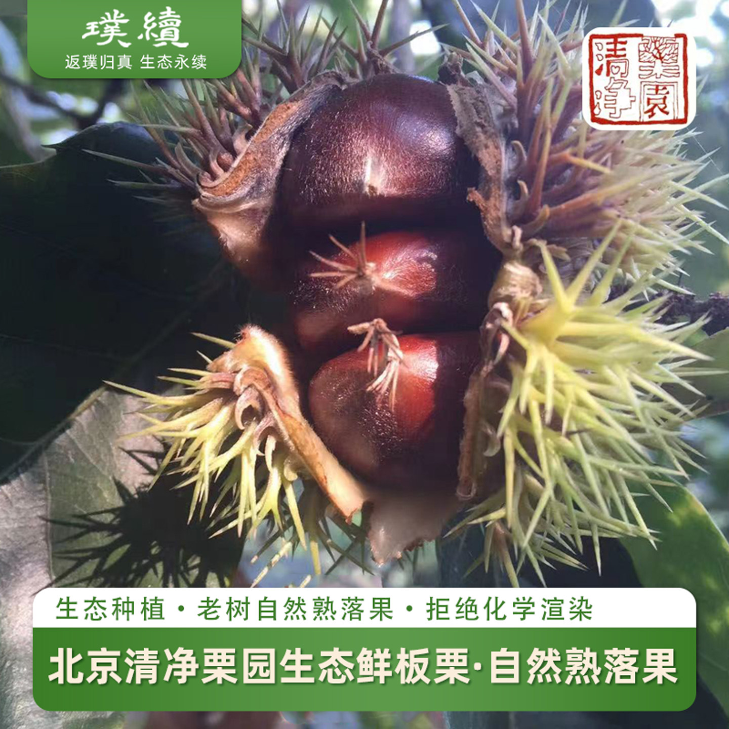 排单发 清净栗园生态怀柔板栗老树新鲜采摘自然成熟生大板