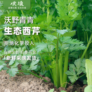 沃野青青生态西芹芹菜陕西新鲜带叶基地直发拒绝农化应季榨汁4斤