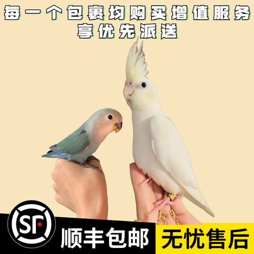 鹦贝玄鸡小宠直播间专拍链接一鸟一价非图片物品