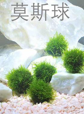 莫斯沉水球手工造景虾缸