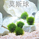 莫斯沉水球 虾缸水草鱼缸造景搭配手工水草