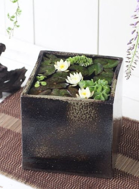 日本睡莲开花水草高颜值