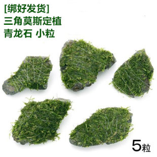大三角莫斯定植青龙石小粒5颗活体真水草鱼缸造景四季鱼缸装饰