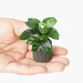 生态瓶迷你鱼缸袖 珍水榕沉木树造景摆饰水草斗鱼定植水草摆件新手