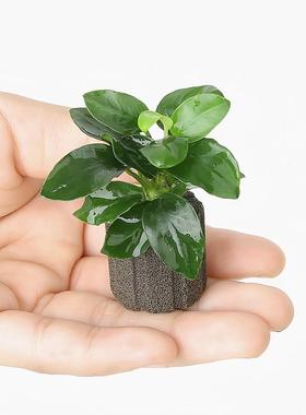 生态瓶迷你鱼缸袖珍水榕沉木树造景摆饰水草斗鱼定植水草摆件新手