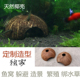 斗鱼 小林定制 短鲷 躲避繁殖绑水草 底栖鱼 天然椰壳鱼窝1个