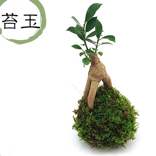 跟小林玩人参榕苔玉日式和风茶盘