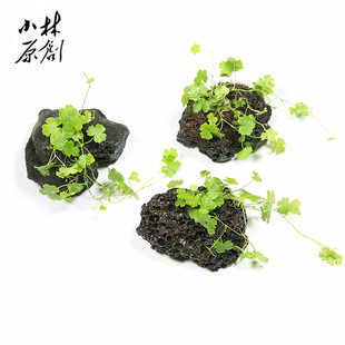 孔穴火山岩定植 天湖茜 天胡荽 三裂天胡荽真水草 易养前景草坪