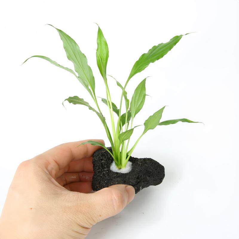 沼泽水边植物龟缸水草挺水流水景观摆件水草观背鳉造景火山石定植